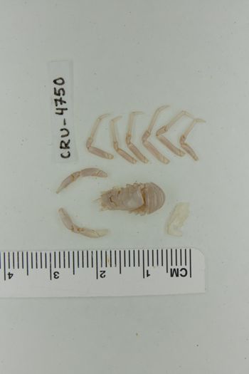 Media type: image;   Invertebrate Zoology CRU-4750 Description: Preserved specimen.;
